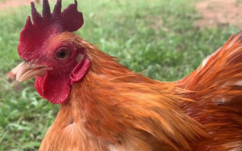 Khi gà bị khò khè nên cho uống thuốc gì?
