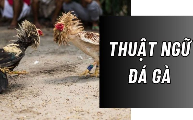 Tổng hợp các thuật ngữ đá gà cơ bản hiện nay