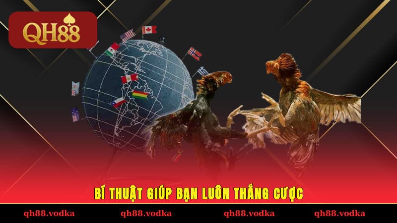 Trải Nghiệm Đá Gà Casino Cực Đỉnh Tại Nhà Cái QH88 Uy Tín Bí thuật giúp bạn luôn thắng cược