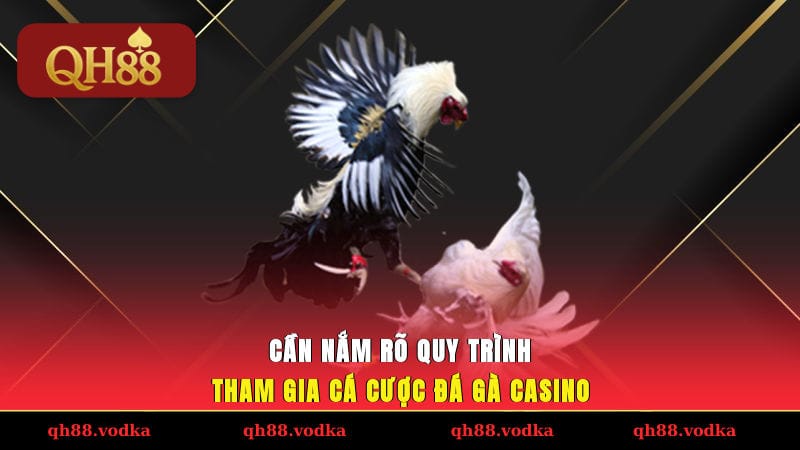 Trải Nghiệm Đá Gà Casino Cực Đỉnh Tại Nhà Cái QH88 Uy Tín Cần nắm rõ quy trình tham gia cá cược đá gà casino
