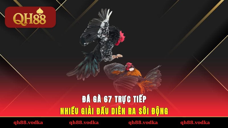 Đá Gà 67 - Trực Tiếp Trận Chọi Kê Giao Tranh Khốc Liệt Đá gà 67 trực tiếp nhiều giải đấu diễn ra sôi động