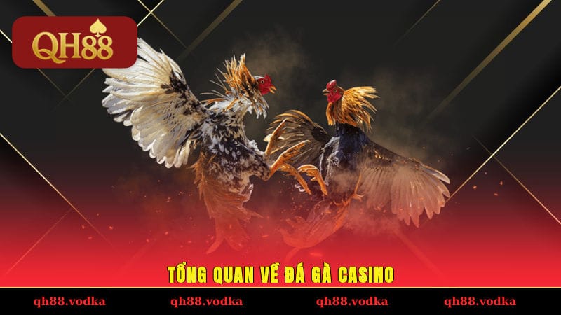 Trải Nghiệm Đá Gà Casino Cực Đỉnh Tại Nhà Cái QH88 Uy Tín Tổng quan về đá gà casino